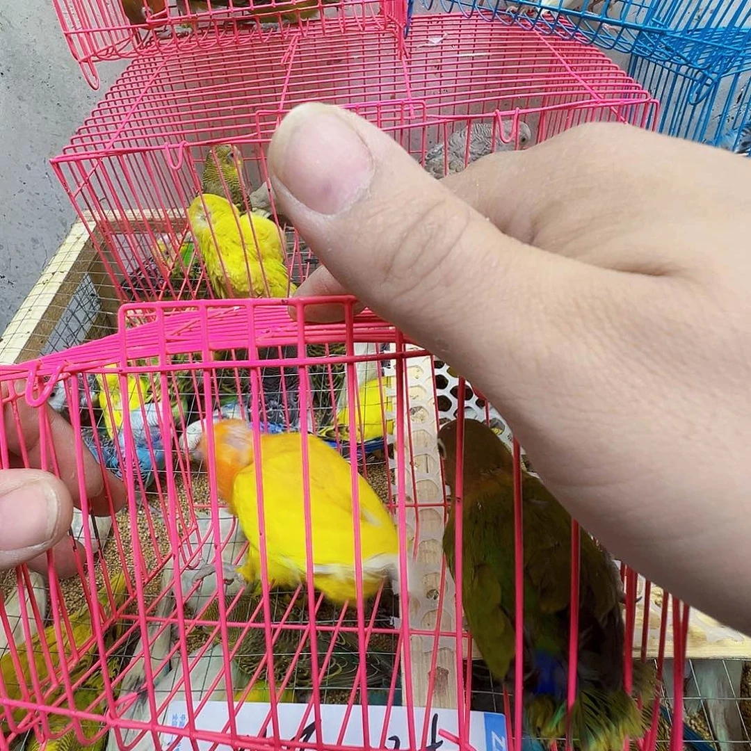 余***赞虎皮鹦鹉少毛两只