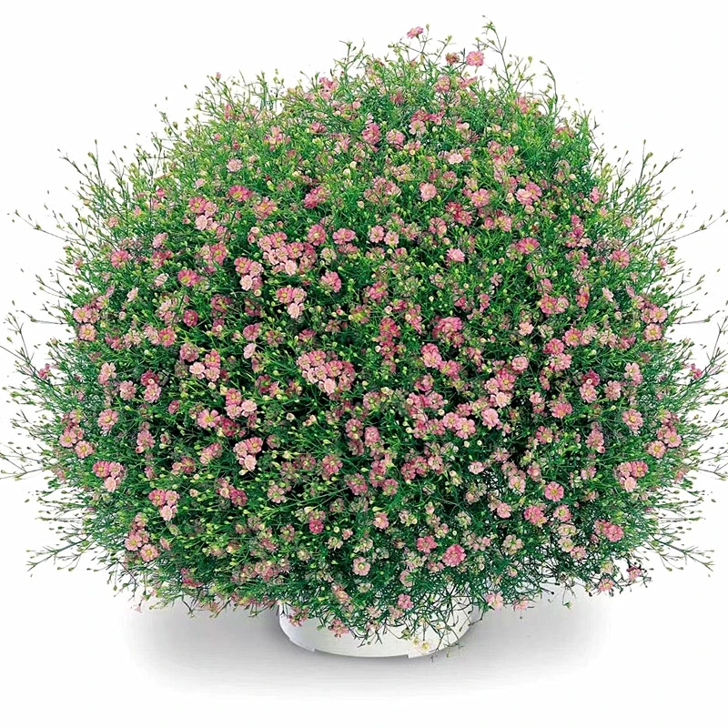 满天星花苗吉普赛满天星盆栽花卉阳台绿植物易种活好养的花包邮