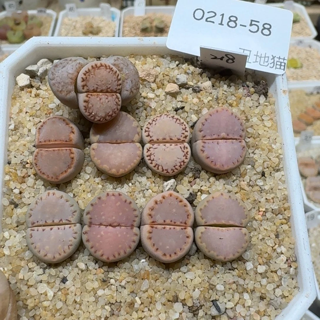 落***海0218:058生石化