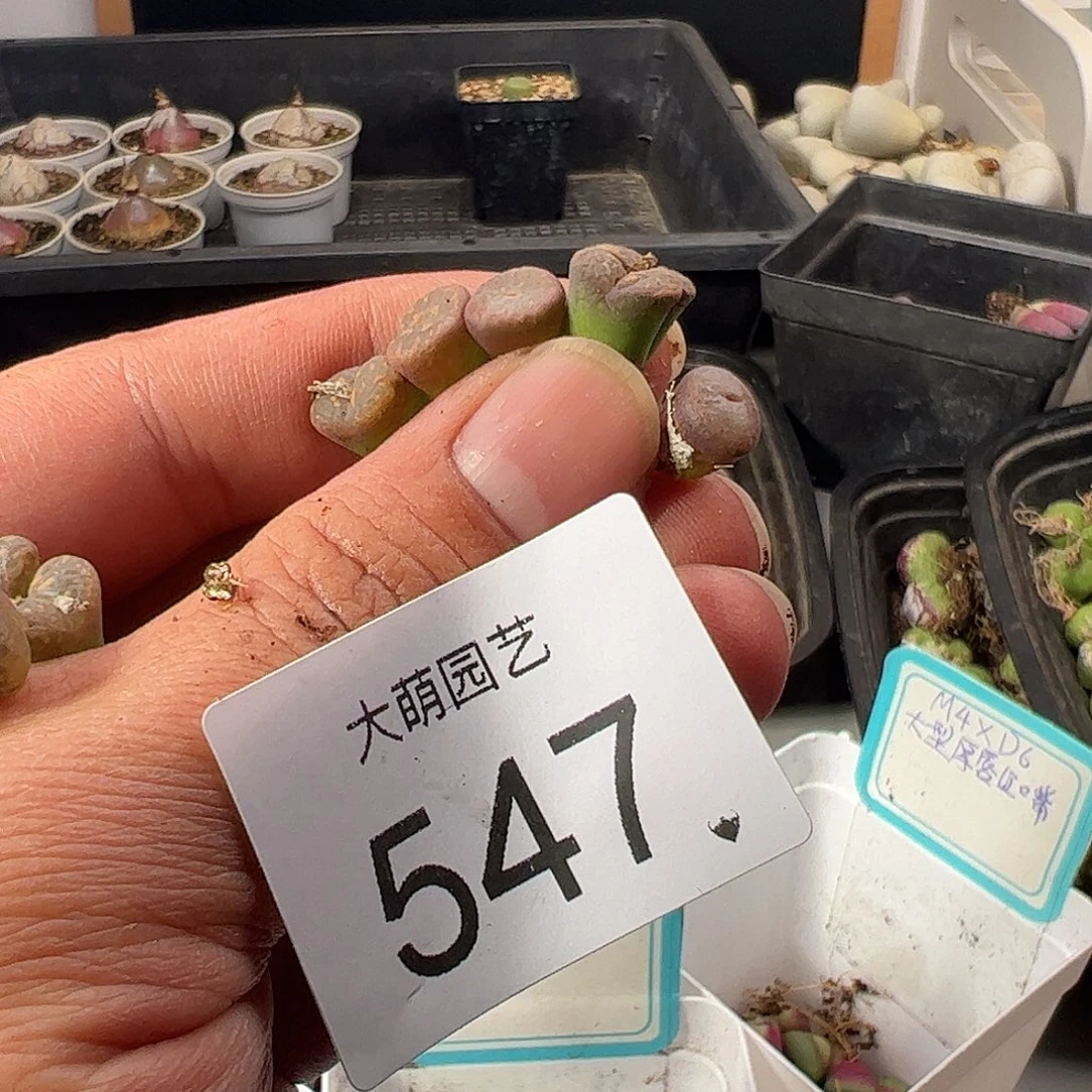 一物一拍。      547