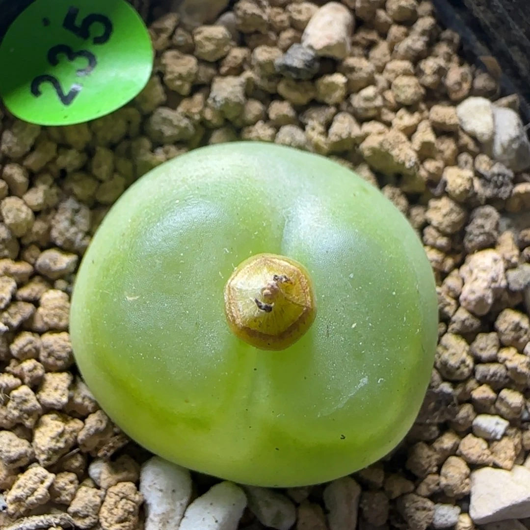 拉登2.3多肉植物235