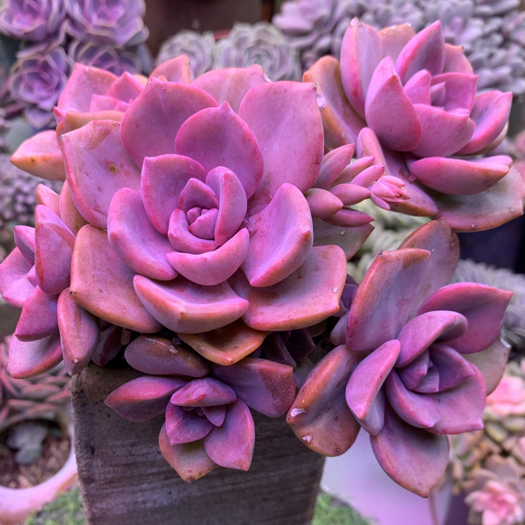 中秋节 彩虹糖带盆土 脱土多肉植物室内室外可养护