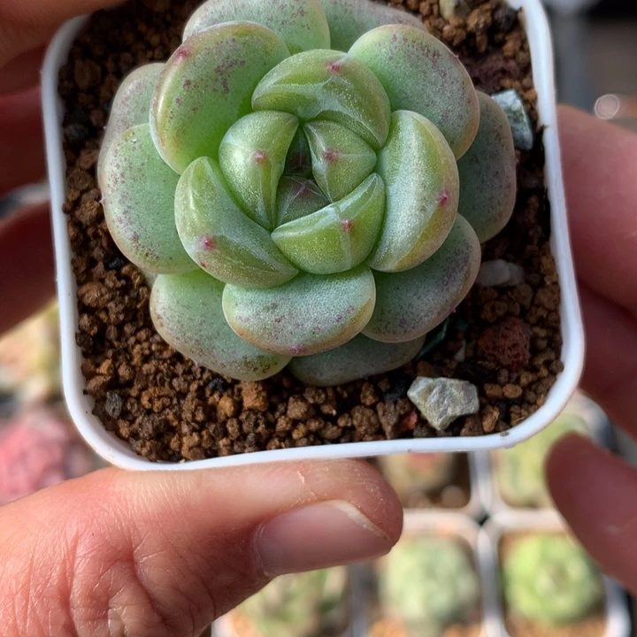 圆叶。  绿体。         珍妮。     24号