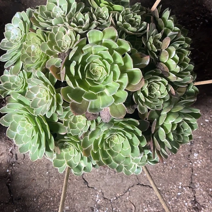 多肉植物莲花座锦……