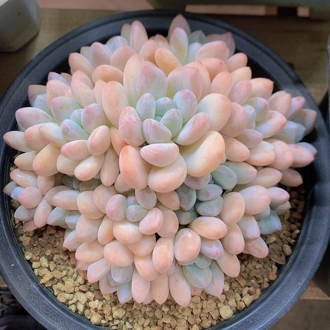 香水多肉一物一拍