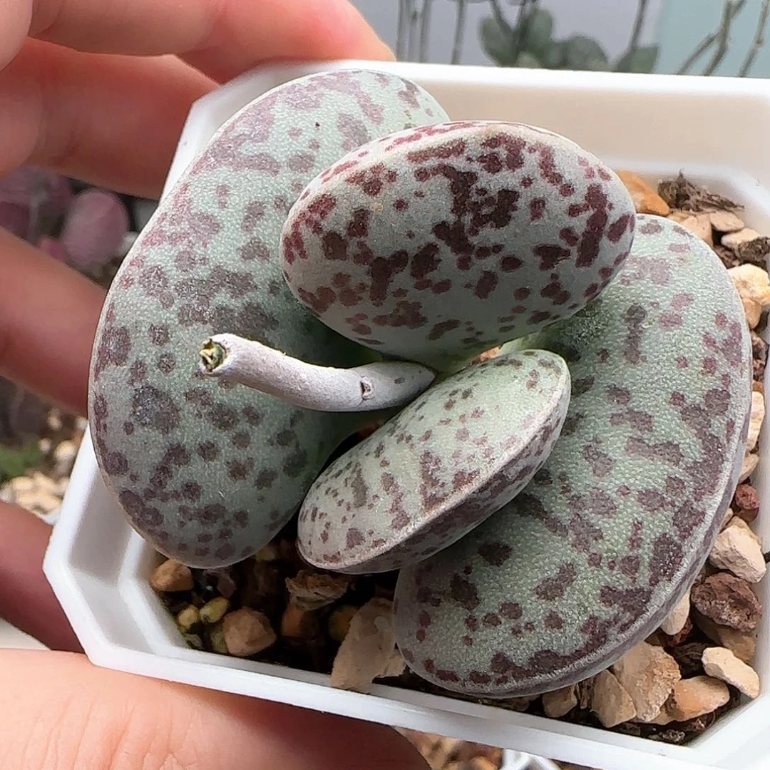 花蛋水泡多肉植物