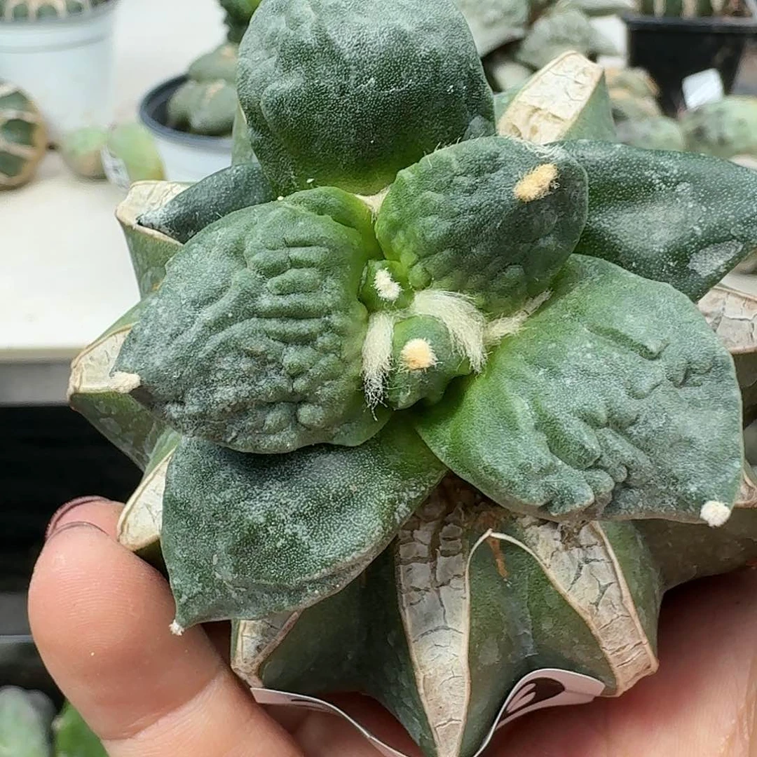 【闪购商品】无花朵三*迷怒涛319