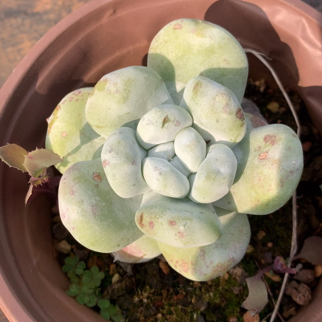 墨*～拇指，多肉植物啦啦啦