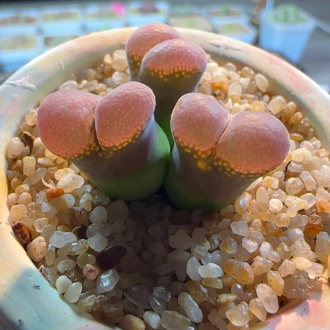 多肉植物绝美大型红风颗8号