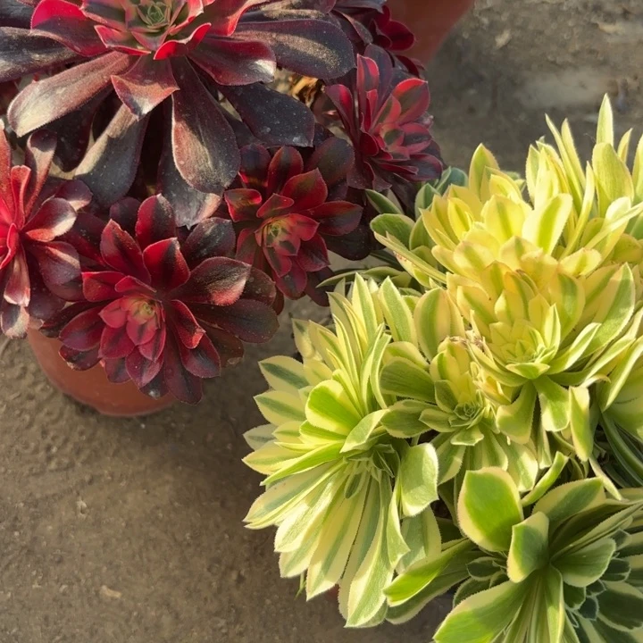 两颗一起断枝不包8