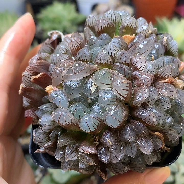 紫镜玉露带盆土发货咯t