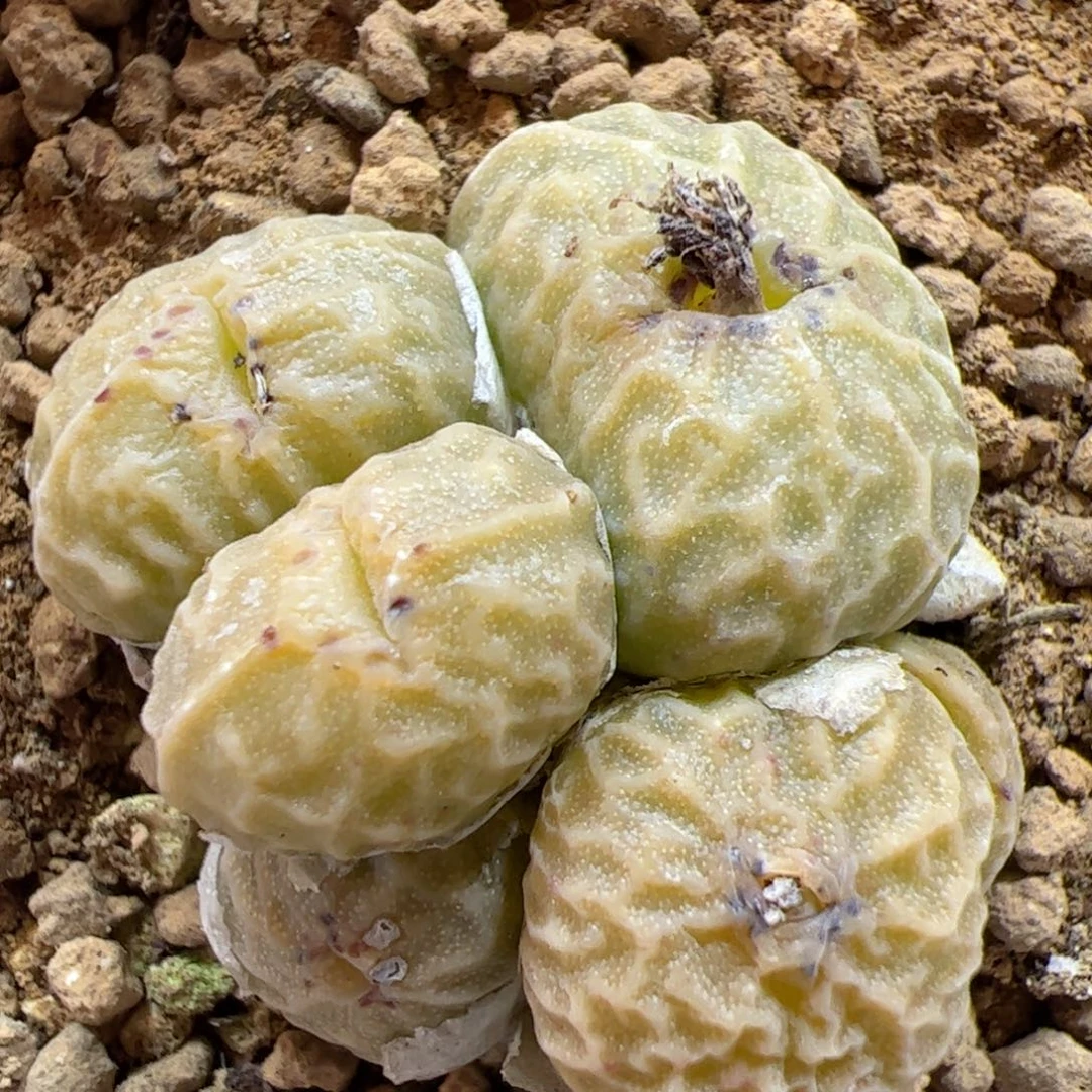 【闪购商品】75 超烧pvb9479