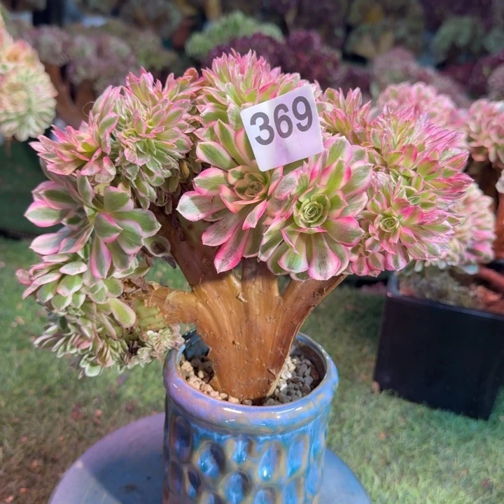 倾城法师锦缀化369