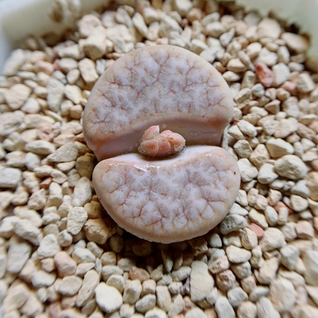 生石花花花花花花花919