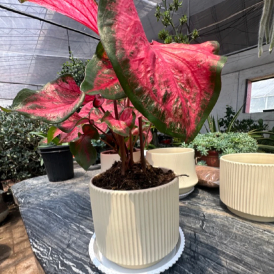 花盆铺面彩叶芋桌面小盆栽