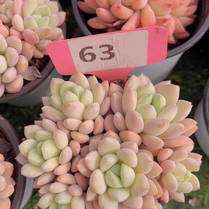 健健康康平平安安