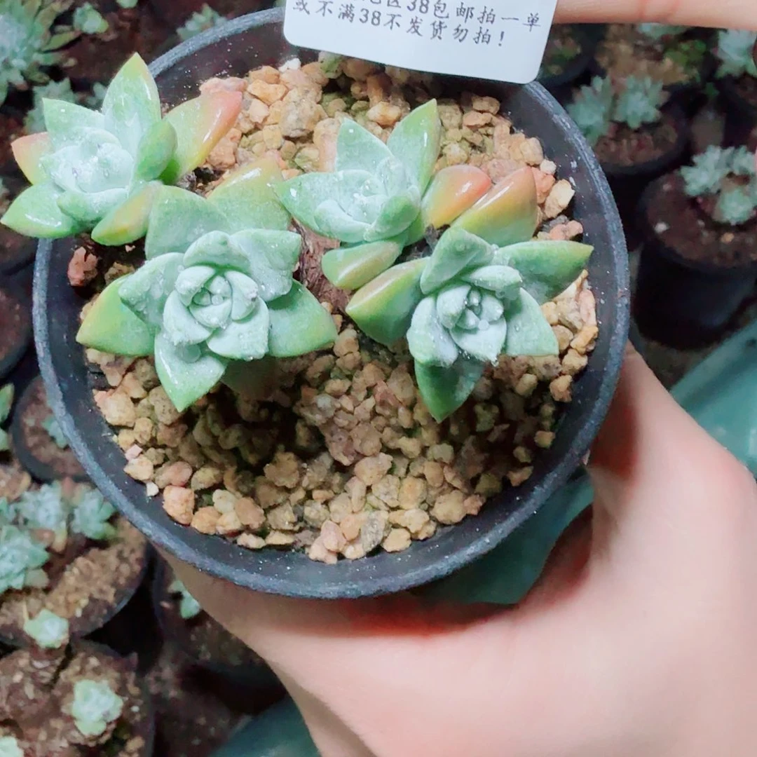 2846拇指苹果叶多肉