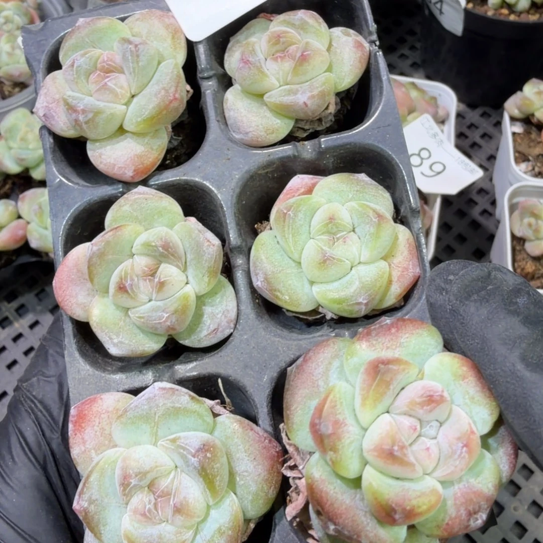 92 号到手1筐江北多肉