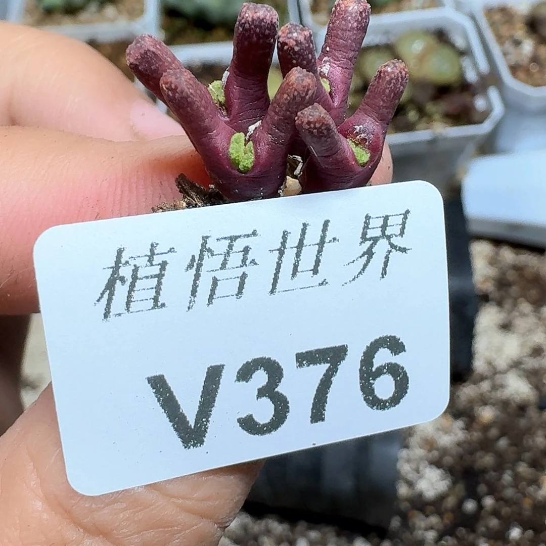 376号多肉植物哇f g v