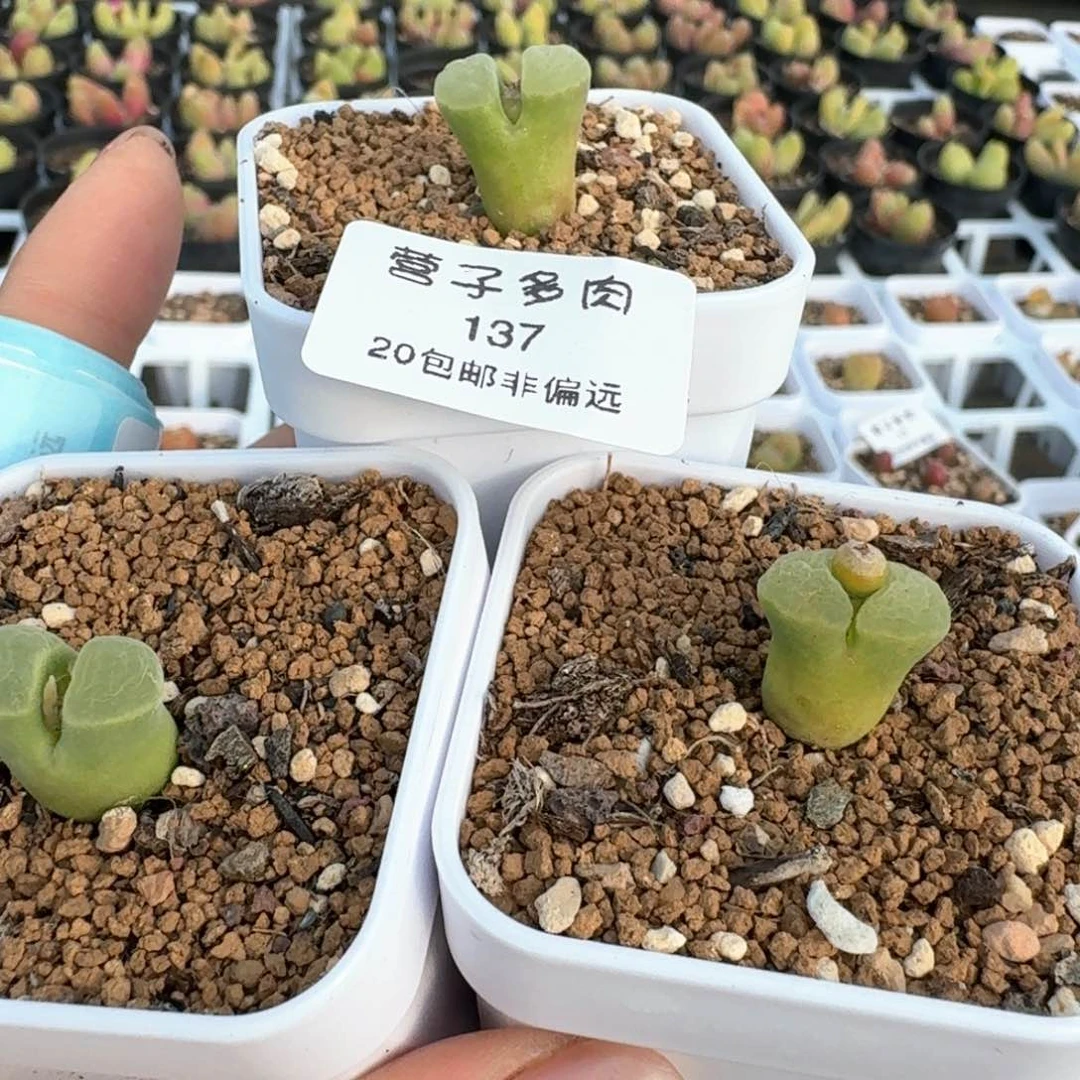 殷**婆137三颗0000000000000