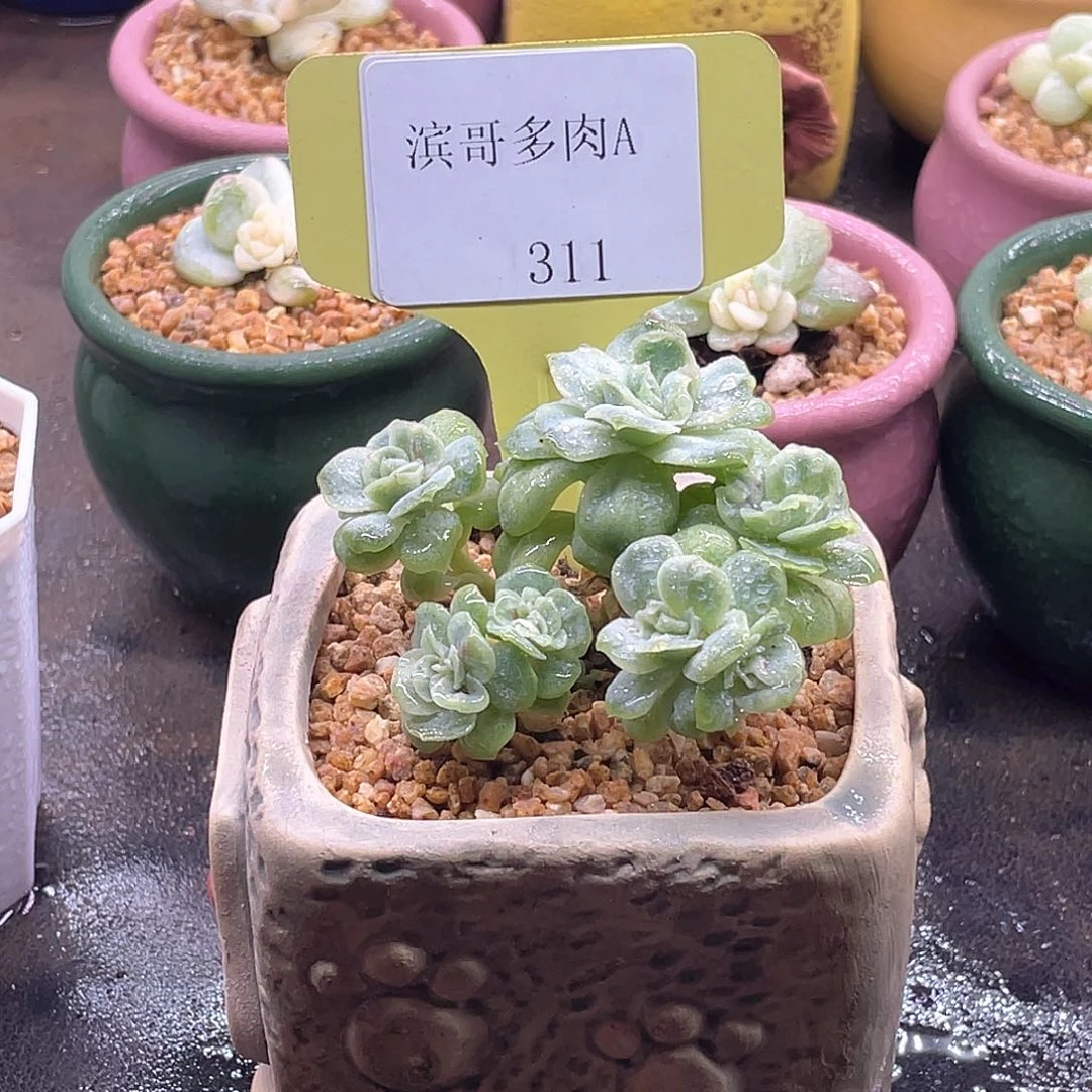 滨哥多肉A311泡泡纱7头群