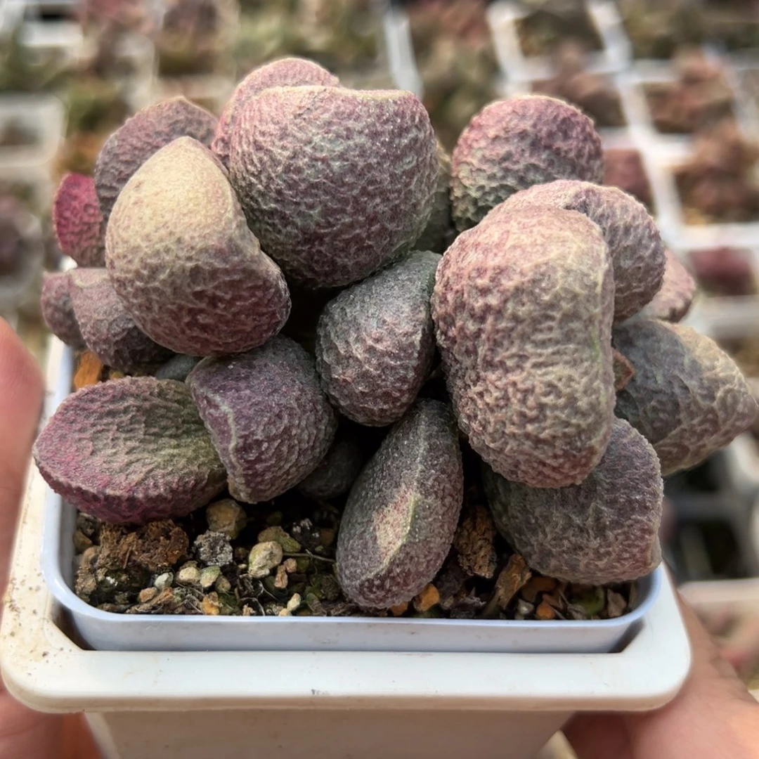 猪肝多肉植物水泡
