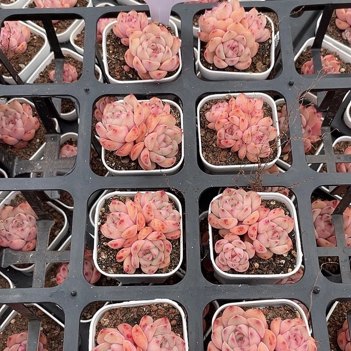 薇薇安园艺多肉1555