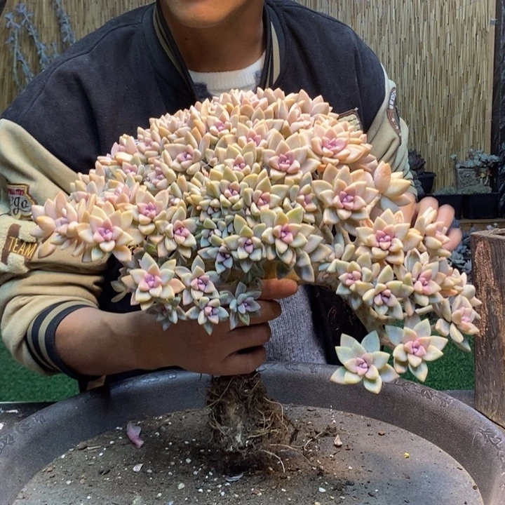 晨***m10 号淡雪多肉植物