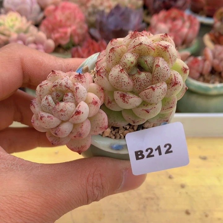 一物一拍满38包邮A212