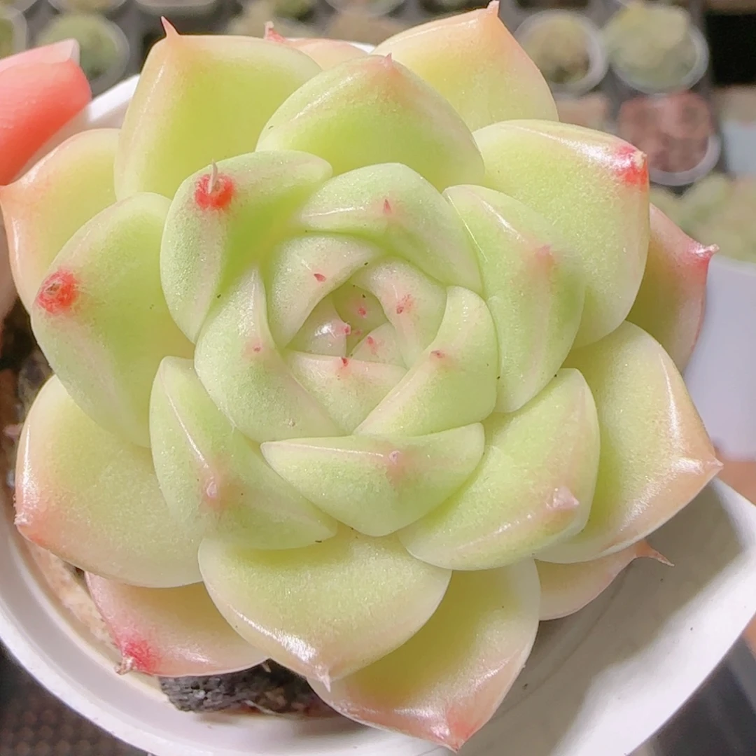 花语逸镜1110-172