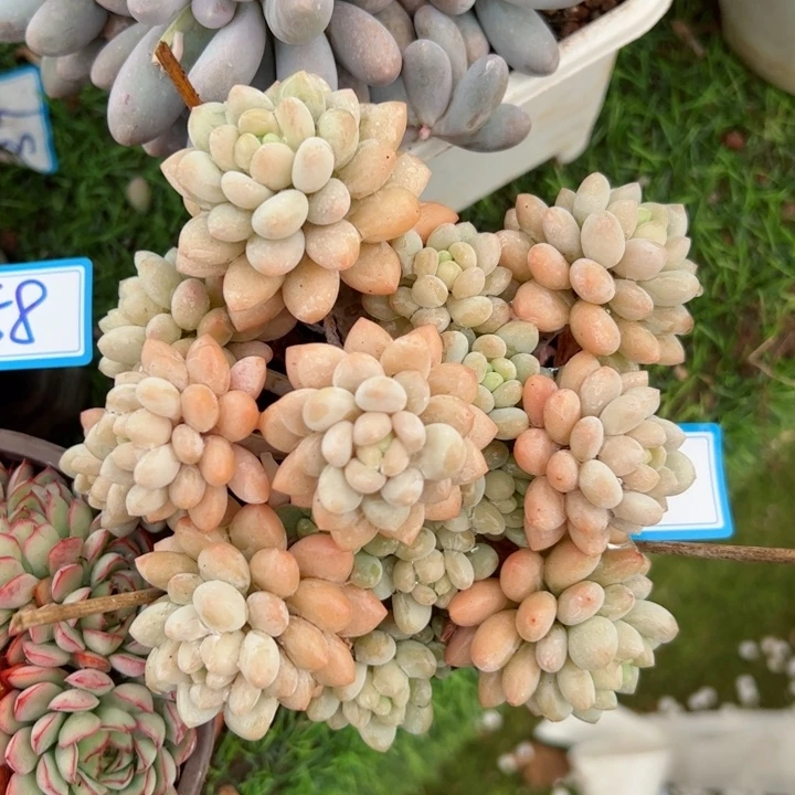 101洛可可平平安安健健康康