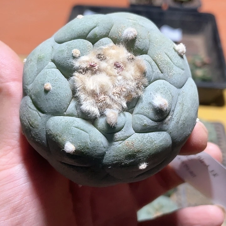仙人球落地无根1752