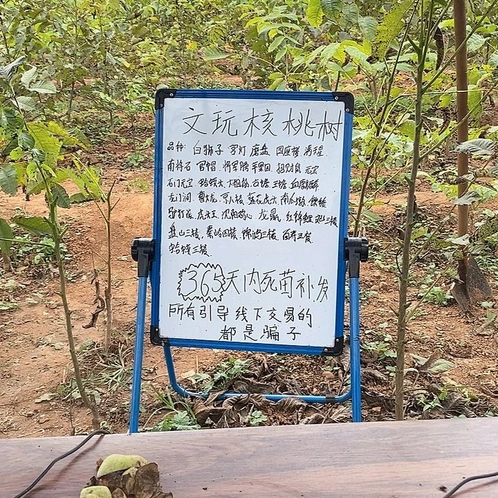 完全开放白狮子核桃树原声苗
