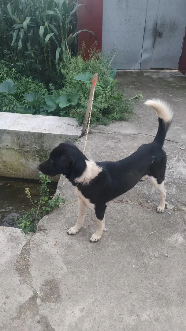 各种凉山犬绳适合看家护院的