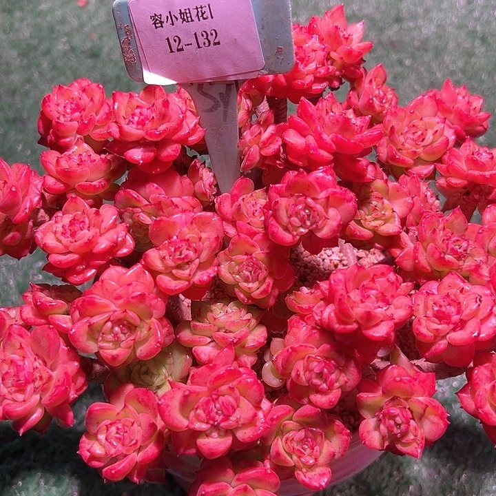 12.132辣姆单一个脱土