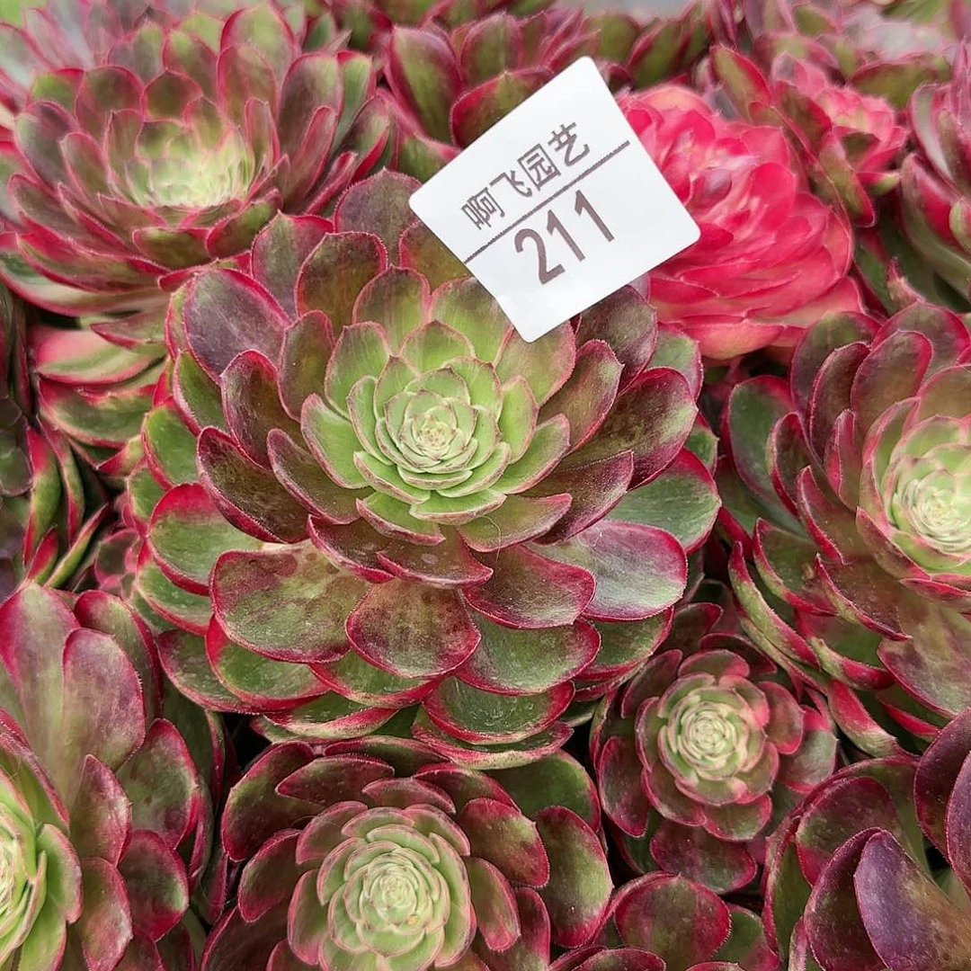 ?**溜211多肉 寄养发货法师