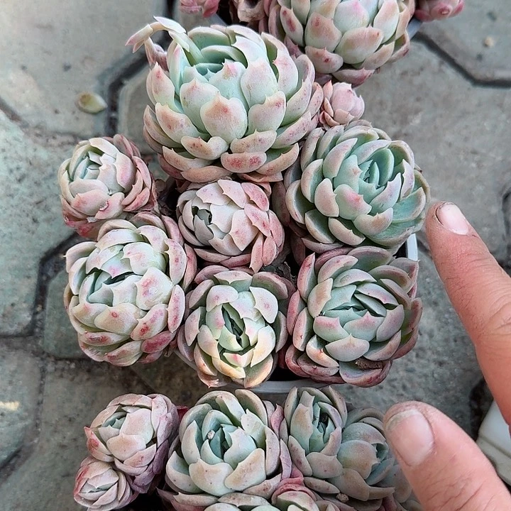 包子贝瑞多肉植物