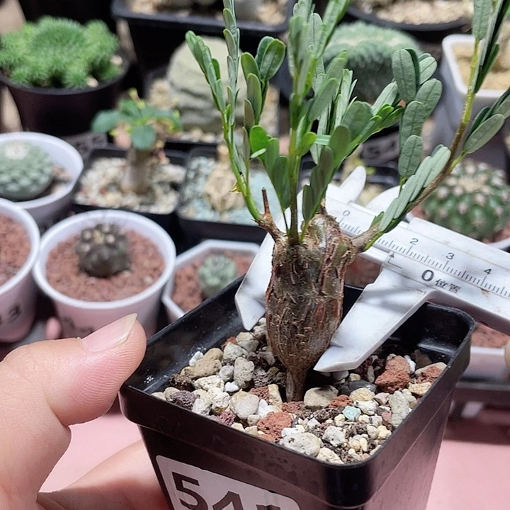 541沙漠苏木块根