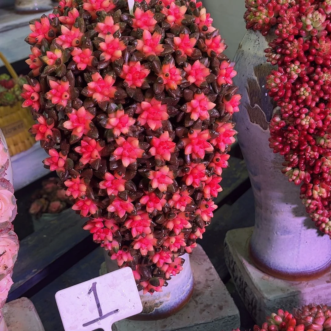 这个是真的很不错028