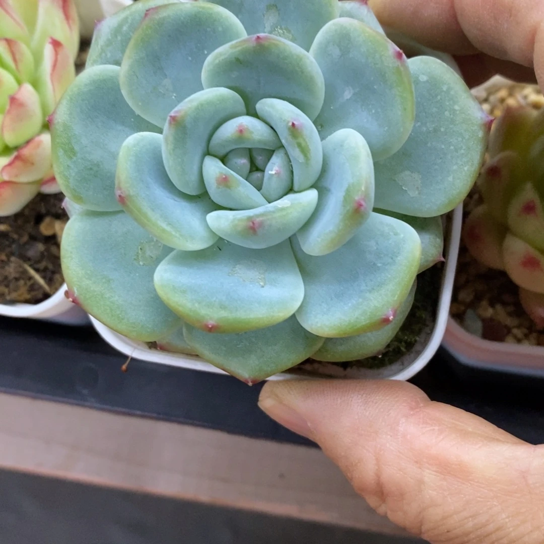 精品多肉一物一拍不包整239