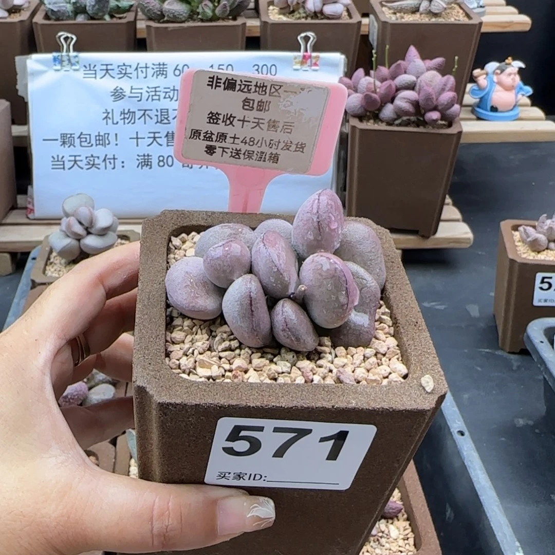 571球球紫蛋多肉植物