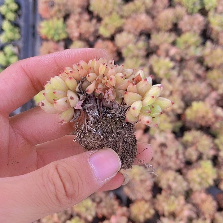 精品虎惊缀化多肉