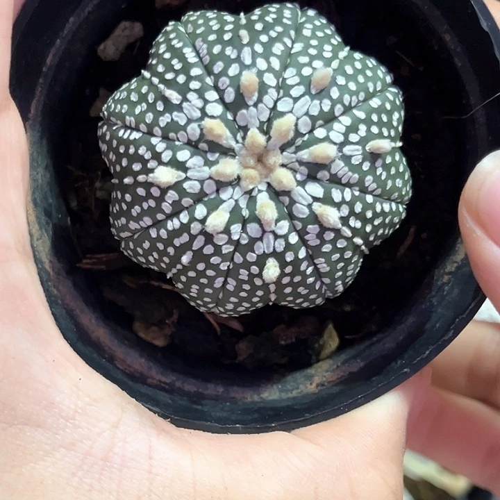 4.6cm小奇迹一物一拍