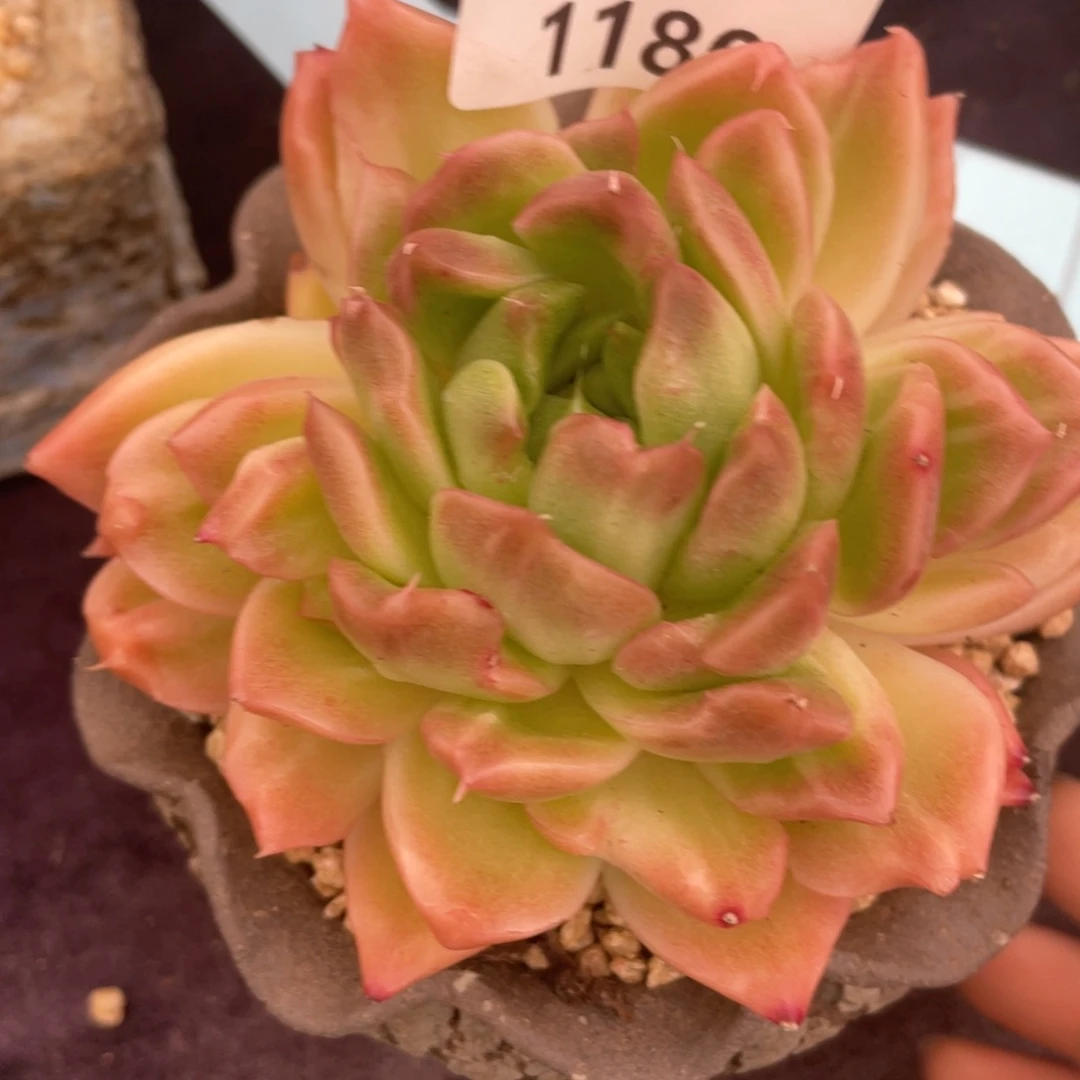 杨***洋1180东云单头多肉植物一物一拍