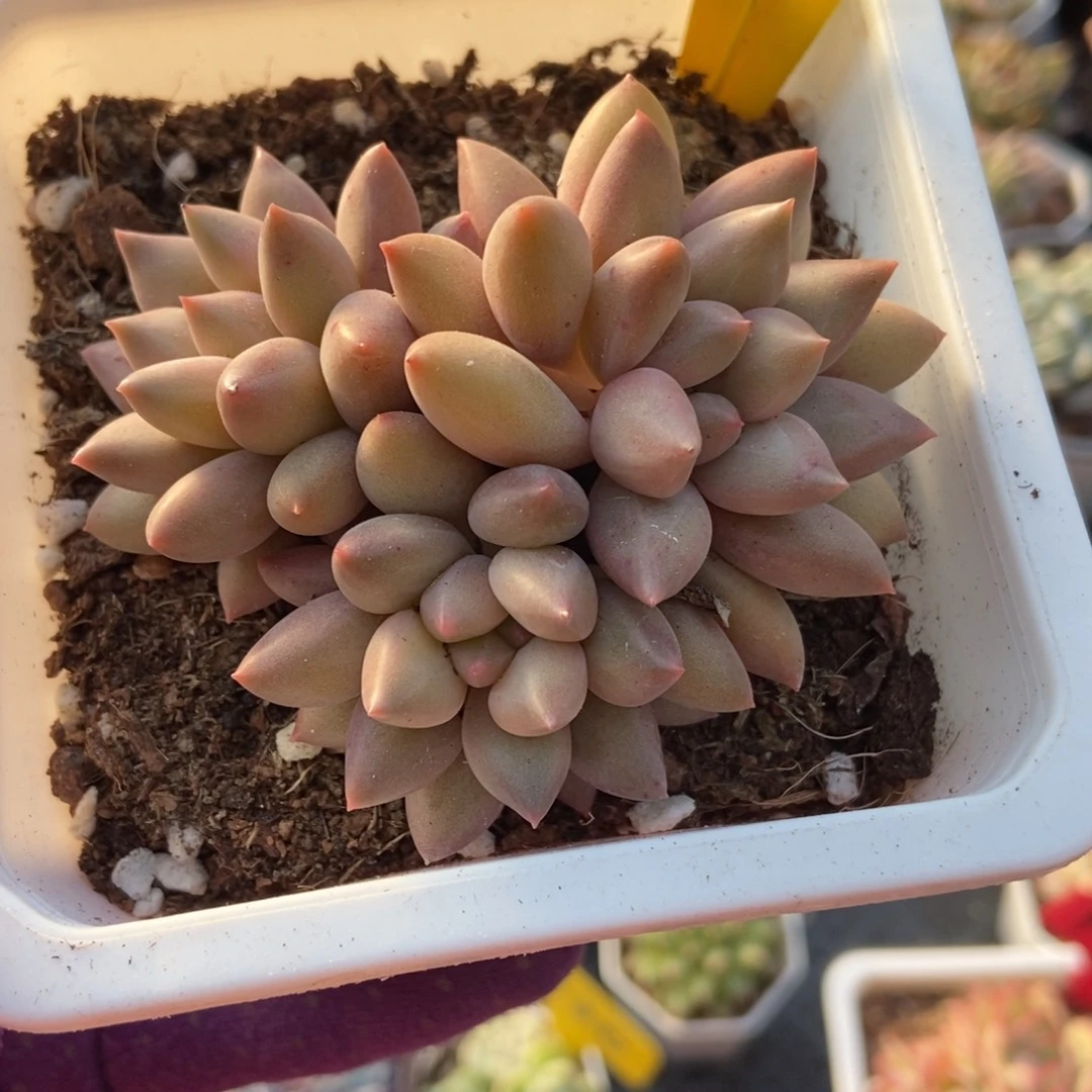 792水晶球多肉植物