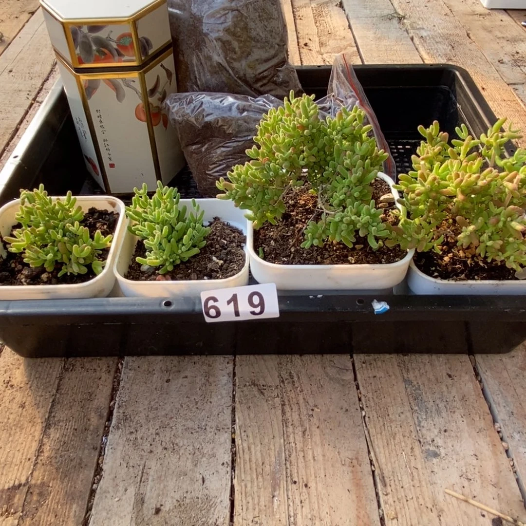 豆*?枝干番杏多肉植物619