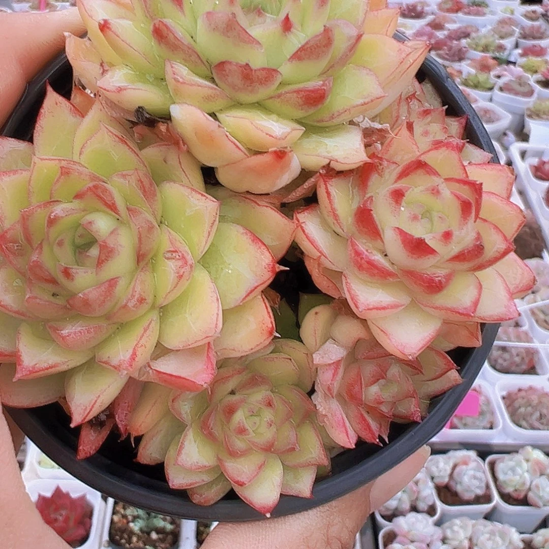 大麦秆群19包邮多肉