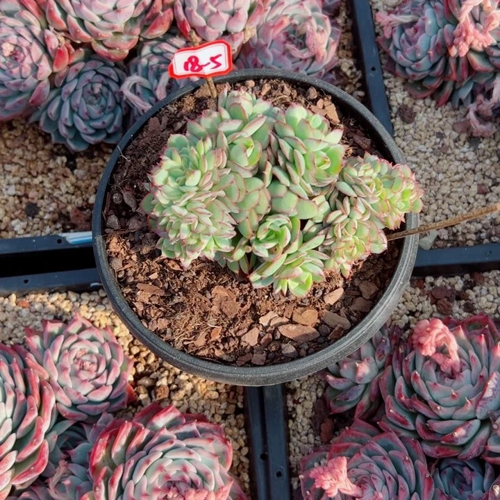 惠**?精品多肉植物老桩