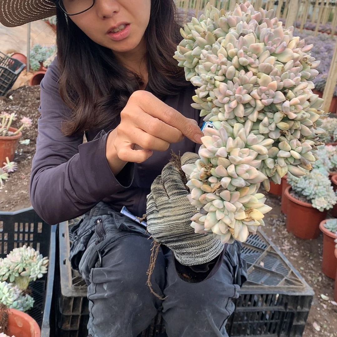 794 淡雪锦缀化 一物一拍