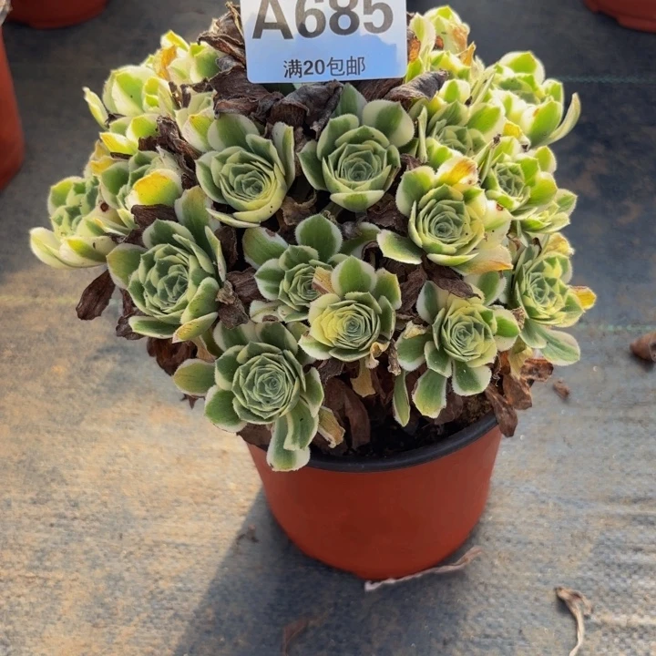 瑞妈多肉园艺685迈